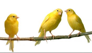 Canaries.jpg