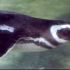 previous image