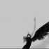 Angel Greyscale.jpg