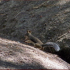 previous image