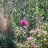 previous image